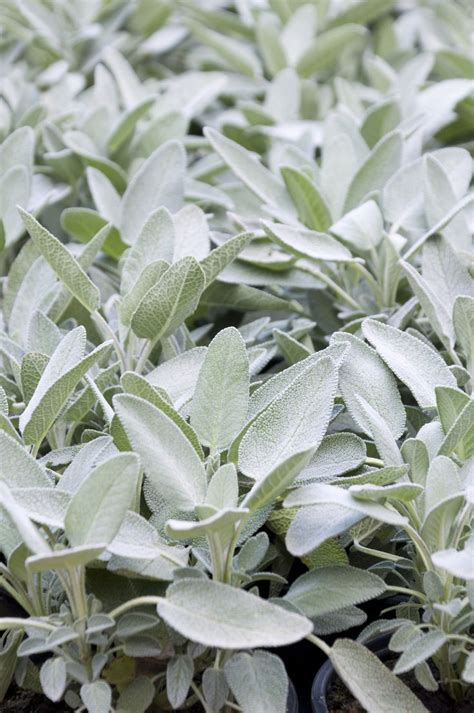 Sage Plants For Gardens: Learn About Different Types Of Sage | Sage ...