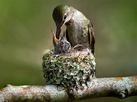 Baby Hummingbirds: All You Need to Know (with Pictures) | Birdfact