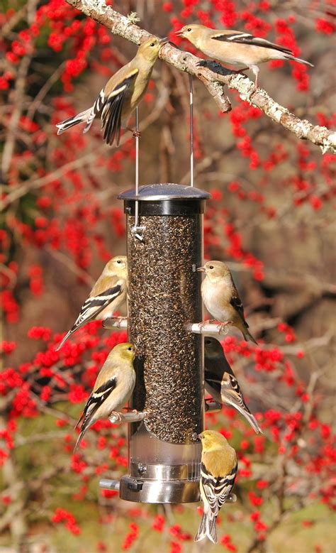 Wild Birds Unlimited Bird Feeders - Bird FeedersBird Feeders