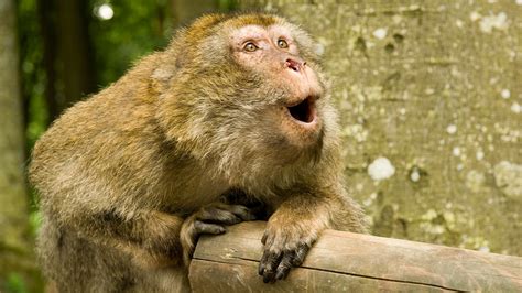 Why monkeys can't talk—and what they would sound like if they could | Science | AAAS