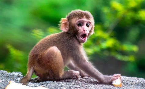 15 Baby Monkey Facts - Facts.net