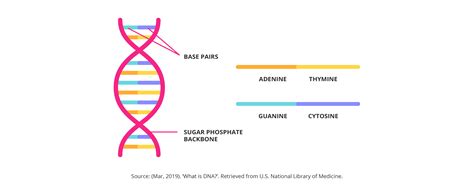 Methods and Mechanisms for Genetic Manipulation of Plants, Animals and Microorganisms ...