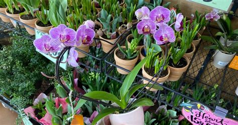 Trader Joe's Has Orchids On a Heart-Shaped Trellis for Valentine's Day