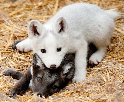 Cute Baby Arctic Wolf