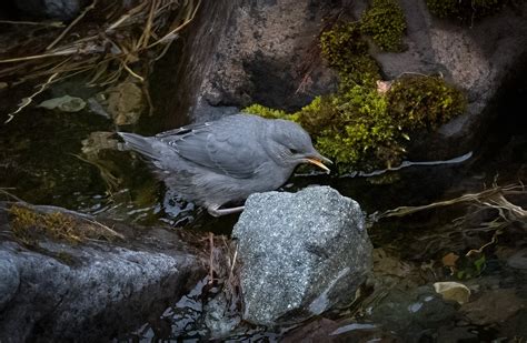 American Dipper - Owen Deutsch Photography