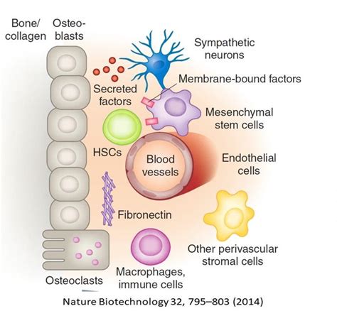 How do stem cells promote tissue repair and regeneration?