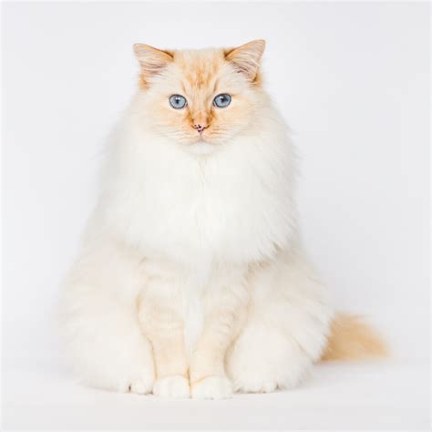 Flame Point Ragdoll Cat Facts & Photos! – Ragdoll Cat Advice