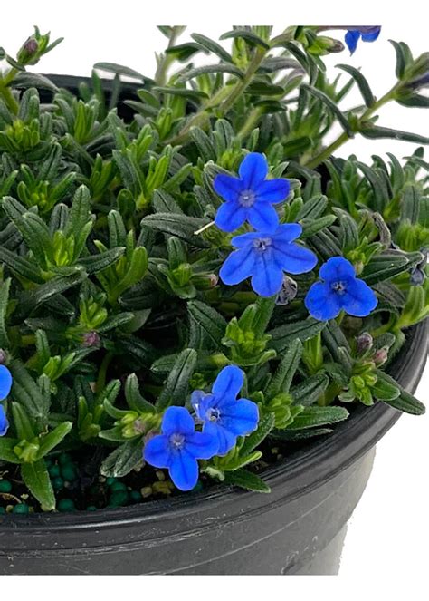 Lithodora diffusa 'Grace Ward' 1 Gallon - The Garden Corner