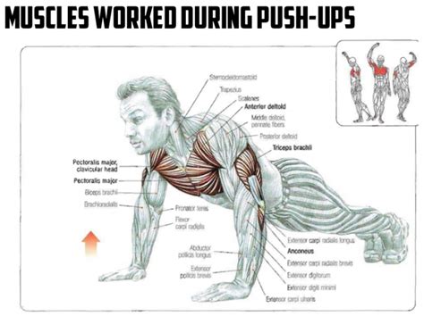 Muscles Worked During Push-Ups - Healthy Fitness Workout Chest ...