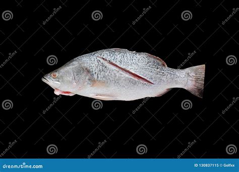 Fresh White Snapper Fish Isolated on Black Background Stock Image ...