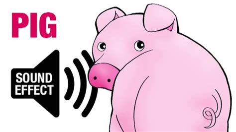 Pig Sound Effect - Oink | Pig sounds, Sound effects, Sound