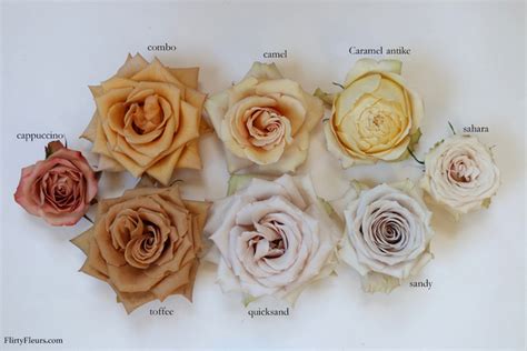 Brown Rose Color Study with Mayesh Wholesale – Flirty Fleurs The ...