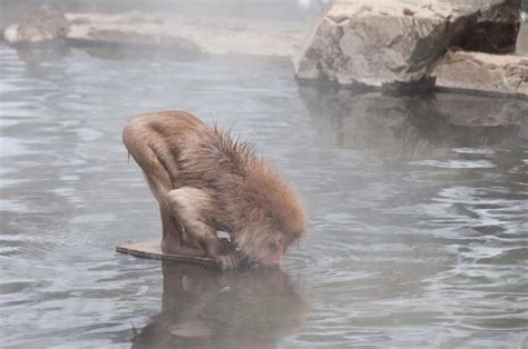 Snow Monkeys of Nozawa Onsen - Nozawa Holidays