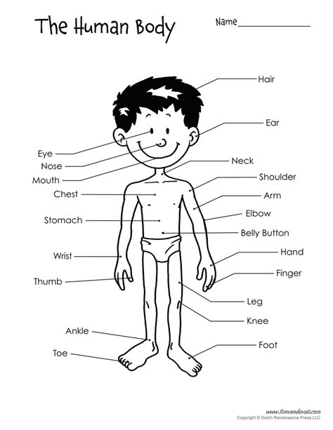 [DIAGRAM] Unlabeled Human Body Diagram - MYDIAGRAM.ONLINE