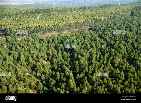 Eucalyptus plantation africa hi-res stock photography and images - Alamy