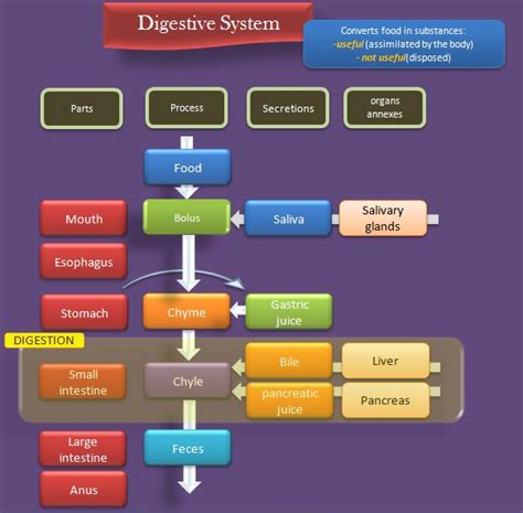 Educative diagrams: Digestive System Diagram