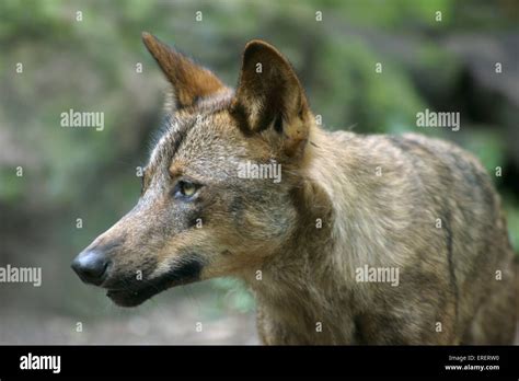 Iberian wolf hi-res stock photography and images - Alamy