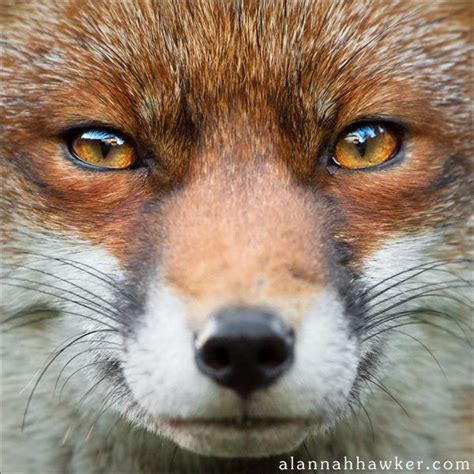 Foxy by Alannah-Hawker on DeviantArt | Fox eyes, Fox, Red fox