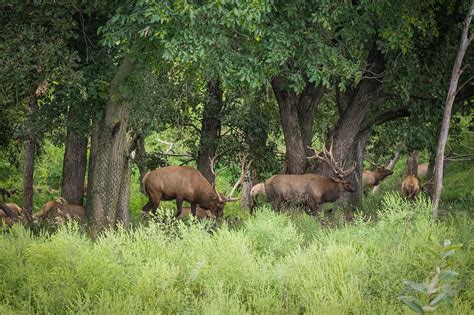 Nebraska’s Lee G Simmons Conservation Park and Wildlife Safari ...