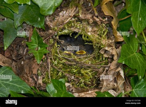 winter wren (Troglodytes troglodytes), nest hidden in Ivy with fledglings Stock Photo - Alamy