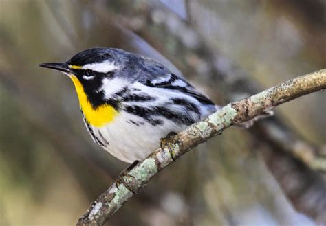 Gale's Photo and Birding Blog: Yellow-throated Warbler