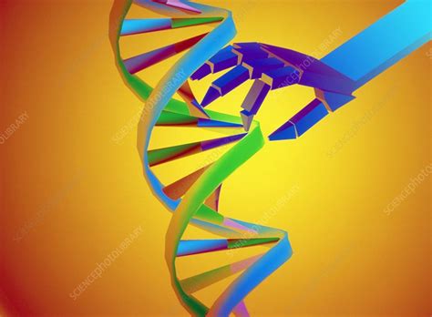 DNA manipulation - Stock Image - G200/0027 - Science Photo Library