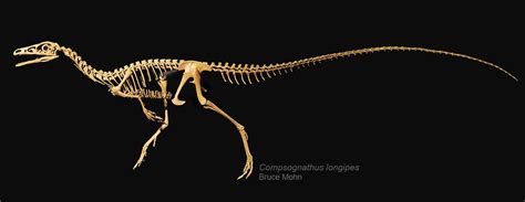 Compsognathus | Prehistoric Monsters Wiki | Fandom