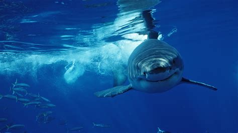 Great White Shark Images