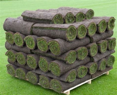 Rolls Of Turf | ubicaciondepersonas.cdmx.gob.mx