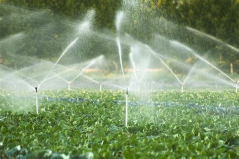 Irrigation Systems In A Vegetable Garden Stock Image - Image of ...