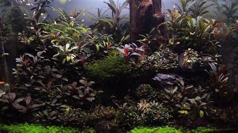 bucephalandra aquascape - YouTube