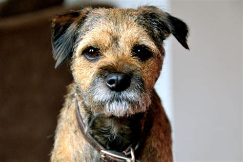 Dog Breed Profile - Border Terrier | Gilbertson & Page