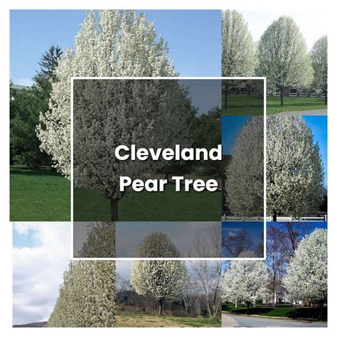 How to Grow Cleveland Pear Tree - Plant Care & Tips | NorwichGardener