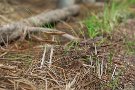 Mushrooms Grow on Old Straw Stock Image - Image of environment, fresh: 138170173