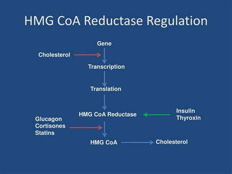 PPT - Cholesterol Metabolism PowerPoint Presentation, free download - ID:3310246