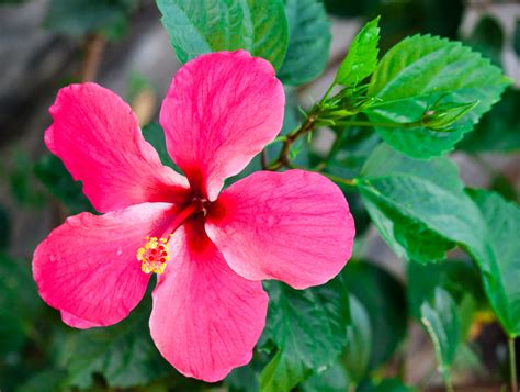 😂 Other name of gumamela. Hibiscus flower varieties. 2019-02-13