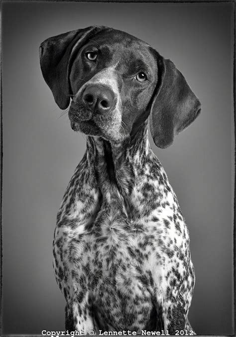 Black and white portrait of German Shorthaired Pointer | Gsp dogs, German shorthaired pointer ...