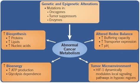 An Overview of Cancer Metabolism