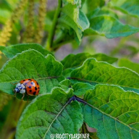 I'm happy that I'm seeing more & more ladybugs in my garden. Ladybugs are vital to a gardening ...