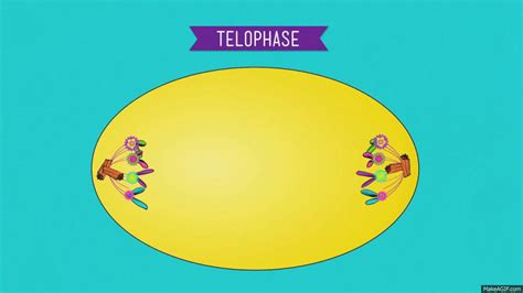 CELL CYCLE & MITOSIS PROJECT on emaze