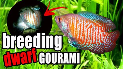 Gourami Fish Breeding