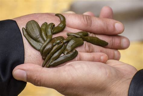 Man busted at Canadian airport with almost 5,000 live leeches in a grocery bag – Science Metro