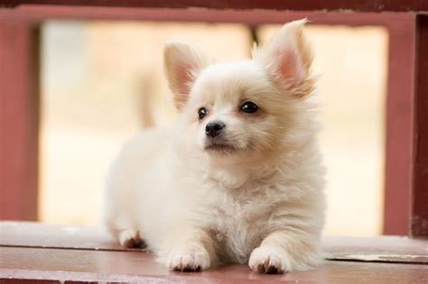 Shih Tzu Chihuahua Mix: All You Need to Know About Shichis