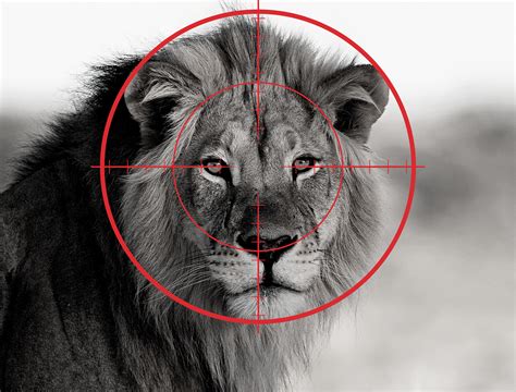 Trophy hunting will not save Africa’s lions - Opinion editorial - Africa Geographic