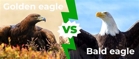 Golden Eagle vs Bald Eagle: Comparing These Two Masters of the Skies - A-Z Animals