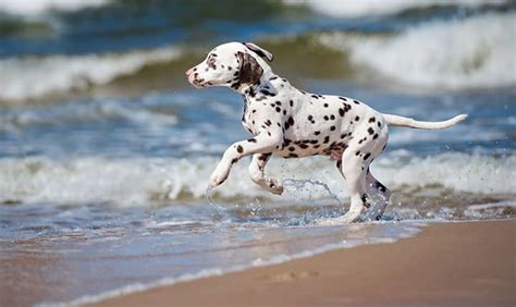 Top 10 Dog Friendly Beaches, Los Angeles