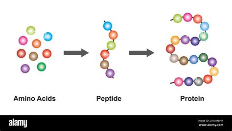 Simple Polypeptide Structure