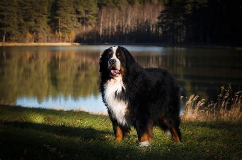 How Much Does a Bernese Mountain Dog Cost? 2024 Price Guide | Hepper