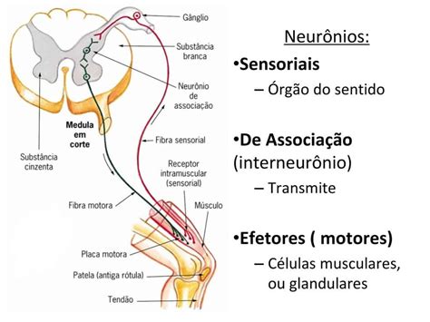 neuronio motor sensitivo e associativo – Anatomia papel e caneta