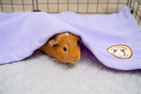 Best bedding for guinea pigs - Pets Info Center